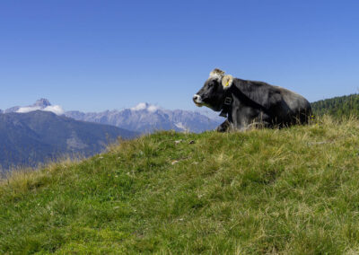 Villgrater Berge mit Kuh - Foto ZLOEBL